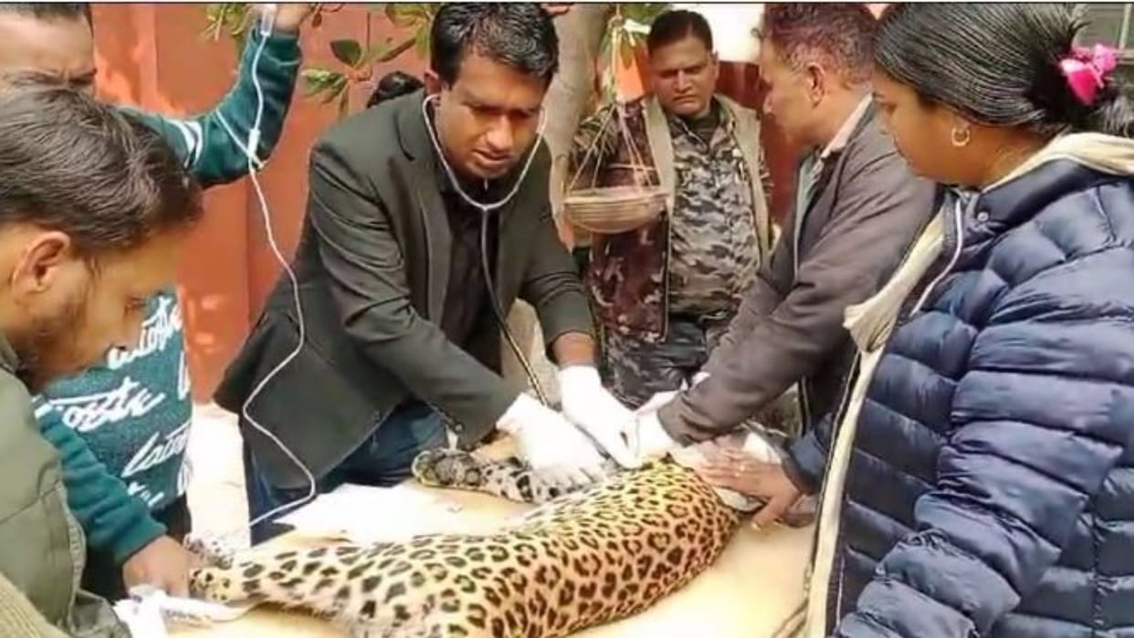 Sawai Madhopur : Injured Leopard Found Near colony, Forest Department Provides Treatment at Tiger Reserve
