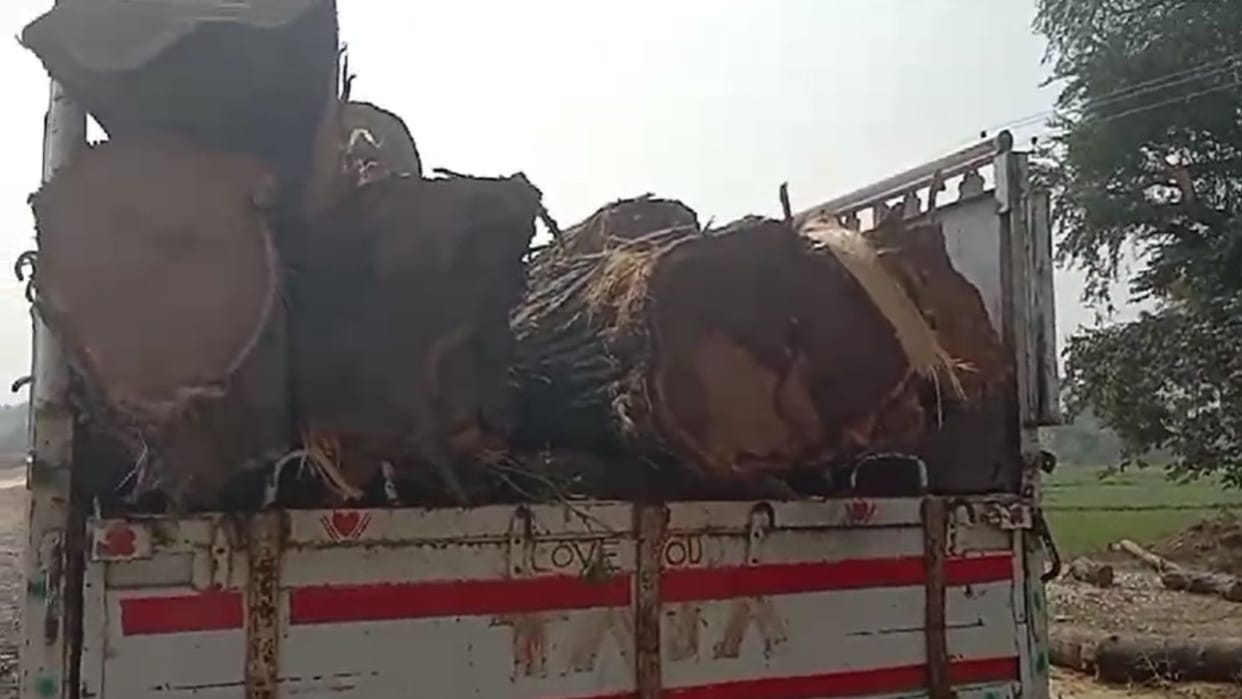 Wood from trees cut during highway construction is being sold