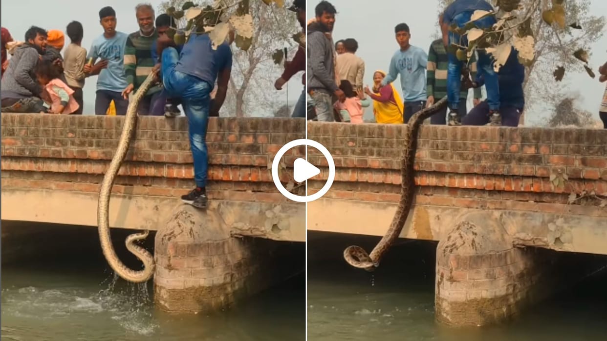 7 feet long python was pulled out by holding its tail video went viral in hindi