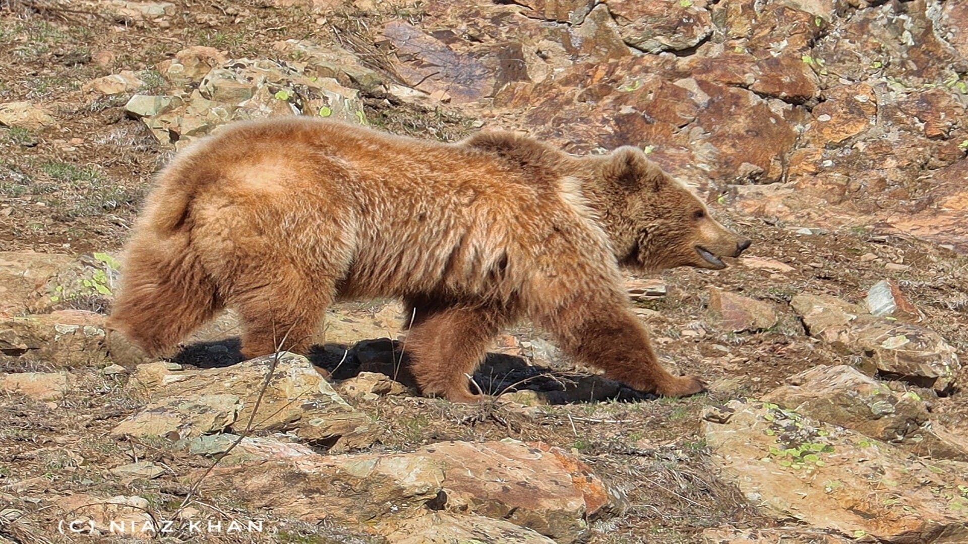 Brown Bear