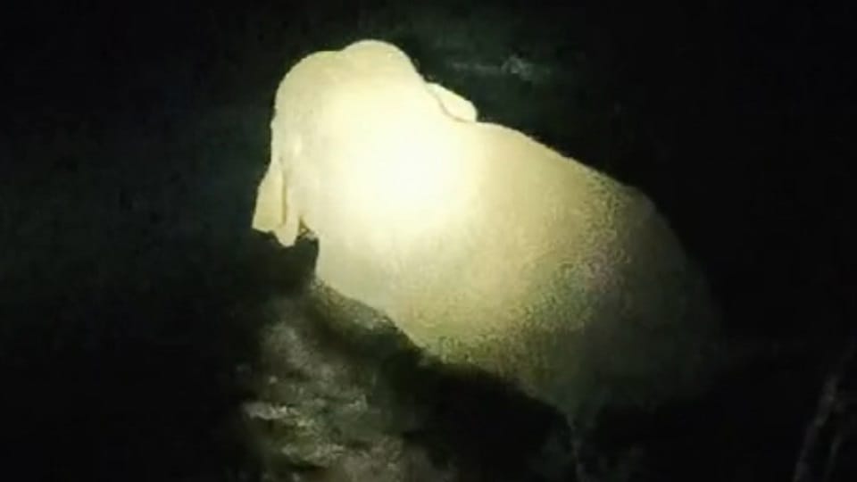 Elephant. trampling. crops. Uchauligoth crossed. Nepal.