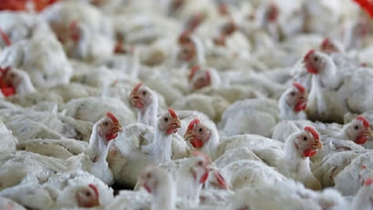 Violation of bird flu control instructions in Raigarh, fine of Rs 65 thousand imposed on eight hotels