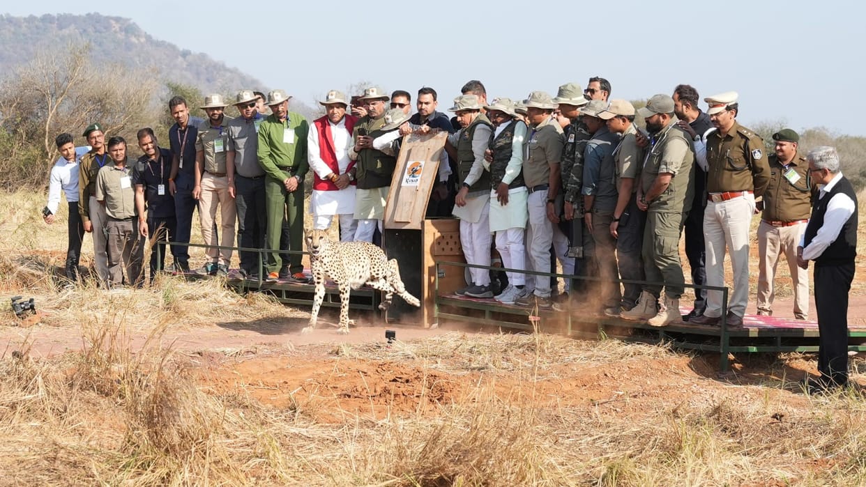 Projech Cheetah: Kuno's five leopards 'freed', CM Mohan Yadav released them in the open forest