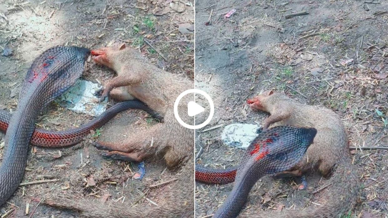 Shocking video of snake and mongoose fight video went viral in hindi