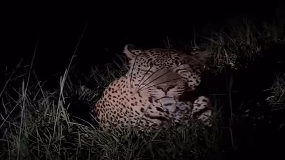 Panic due to sighting of leopard in Galati and Ramtoli ग गगग