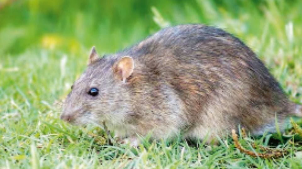 Global Warming and Rat population increase in cities study high temperature and population favorable