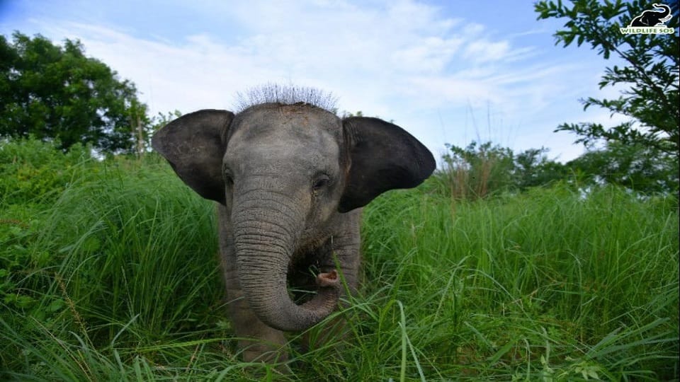 Orphaned and Paralyzed Baby Elephant Bani Fought Back to Life