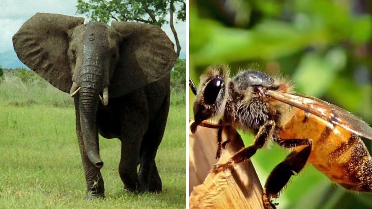 Himachal Bees will drive away elephants of Uttarakhand from Paonta region