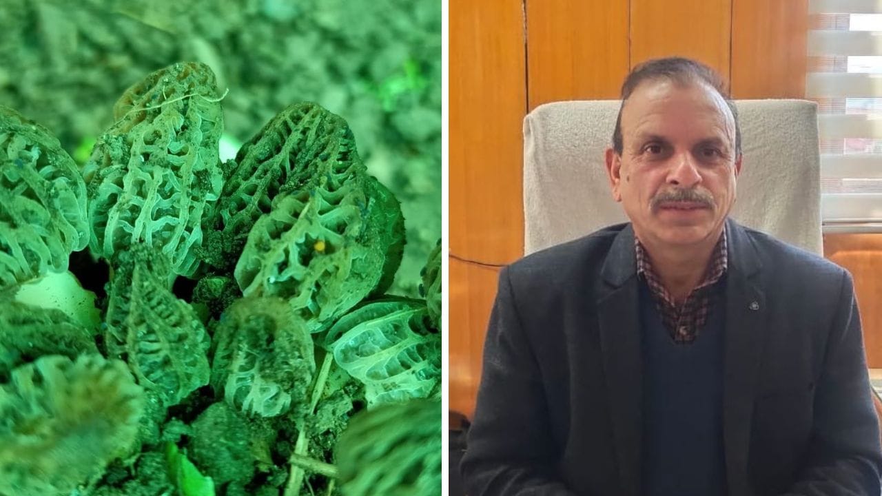 Himachal News People will now be able to grow Gucchi like mushrooms