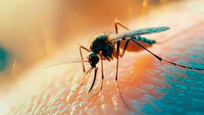 मच्छर (प्रतीकात्मक फोटो)