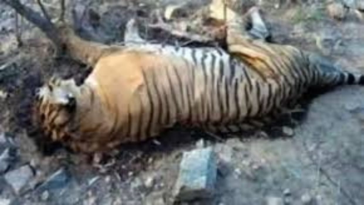Umaria: Poachers Kill Tiger Using Electric Trap, Bury Body Near Bhadar River; Two Accused Arrested