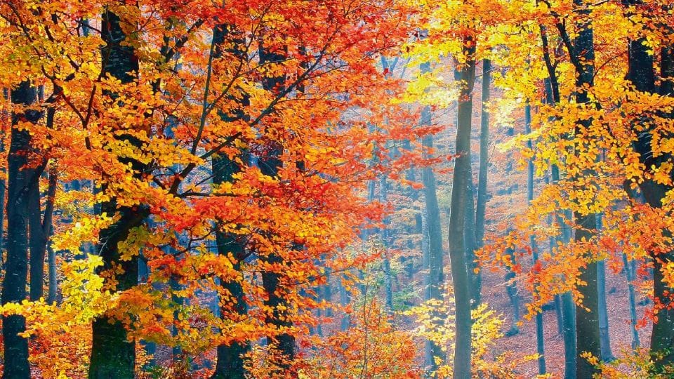 spring season and Climate change no longer part of natural cycle mankind responsible for humanitarian crisis
