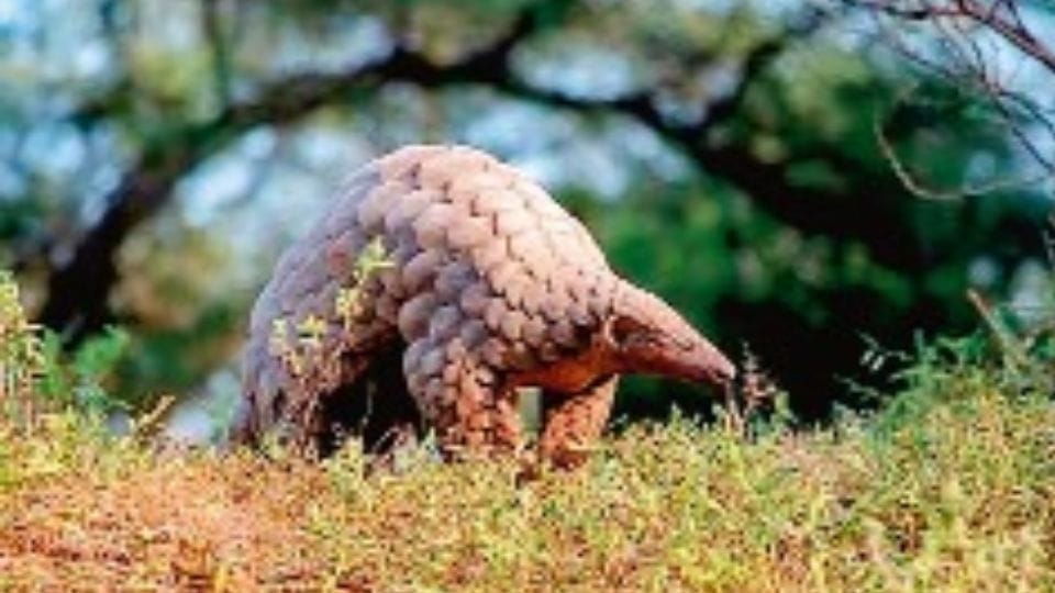 According to University of Sydney research two thirds of plants and animals facing an existential crisis