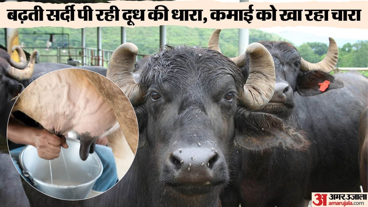 Himachal Pradesh Milk production decreases by 30 to 40% in winter areas adopting these tips will be beneficial