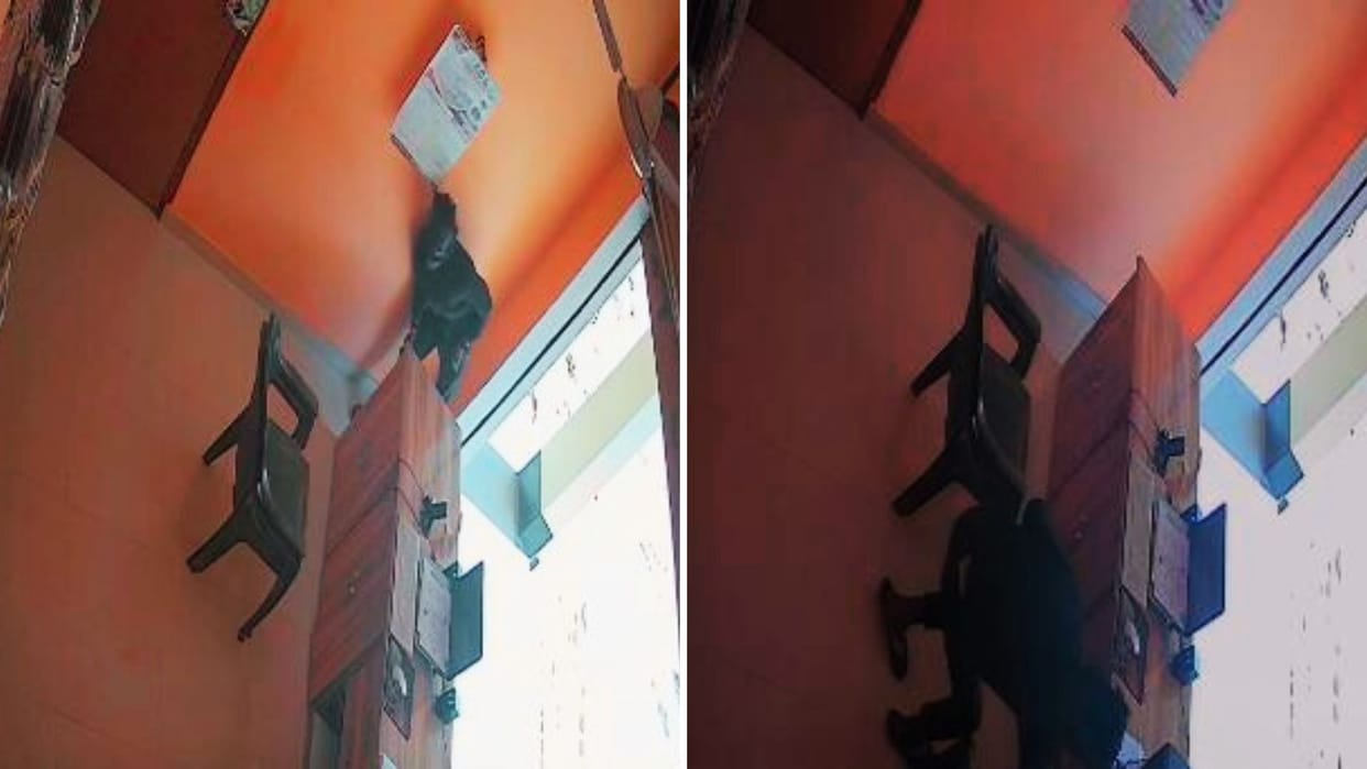 UP Crime Thief targets open shop in mau takes cash from counter incident captured on CCTV