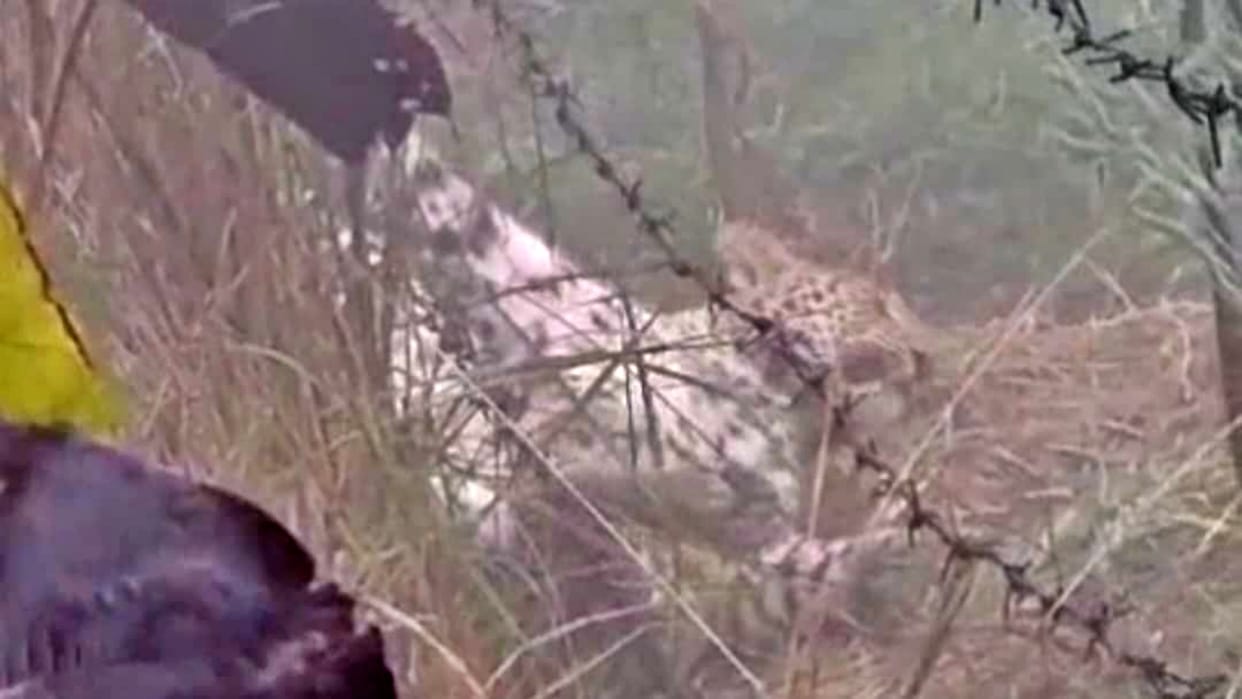 West Champaran: Leopard trapped in wire barbs near Valmiki Tiger Reserve, roar in injured state causes panic