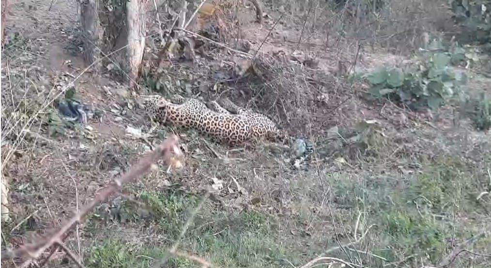 Leopard dies on the roadside under suspicious circumstances