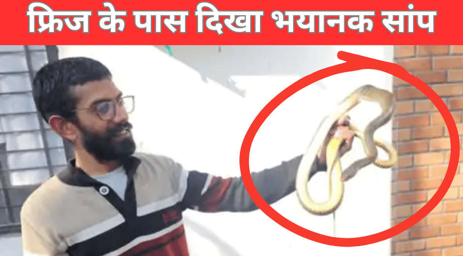 indore news 6-Foot-Long Snake saanp Rescuers