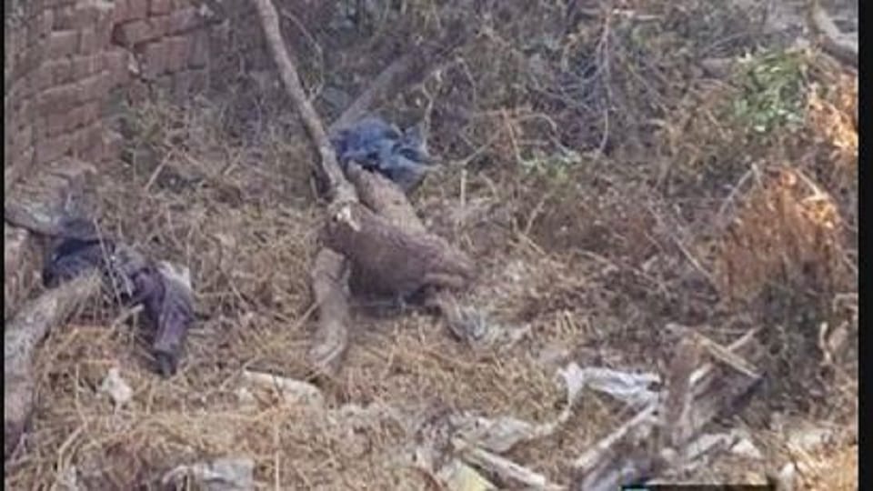 Forest department filed a case against restaurant owner for cutting trees in Agra