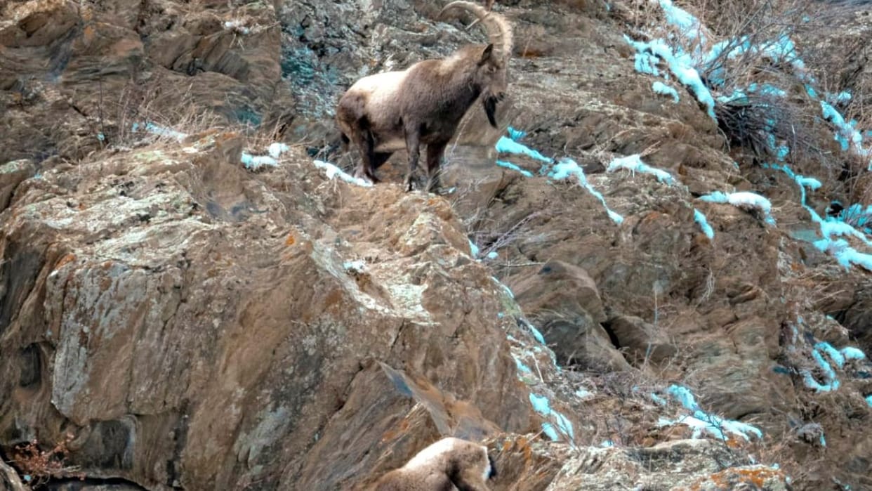Himalayan Tahr Siberian Weasel Black Bear and Pika Spotted in Nanda Devi National Park Uttarakhand news