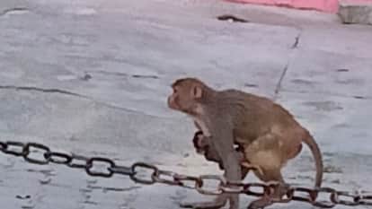 Dehradun Nagar Nigam team  Capture Monkey Sterilization to Take Place in Chidiyapur Haridwar