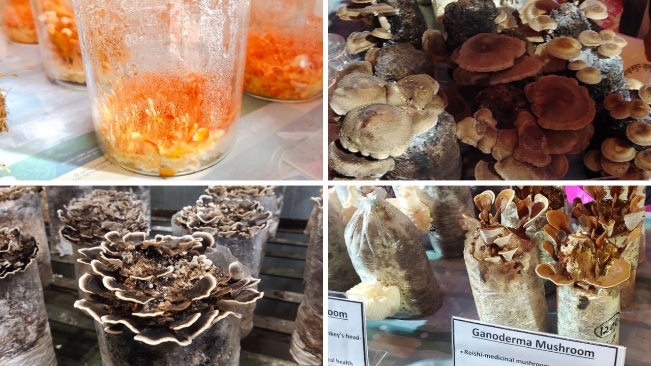 Trend towards medicinal mushrooms increases price up to Rs 1 lakh per kg