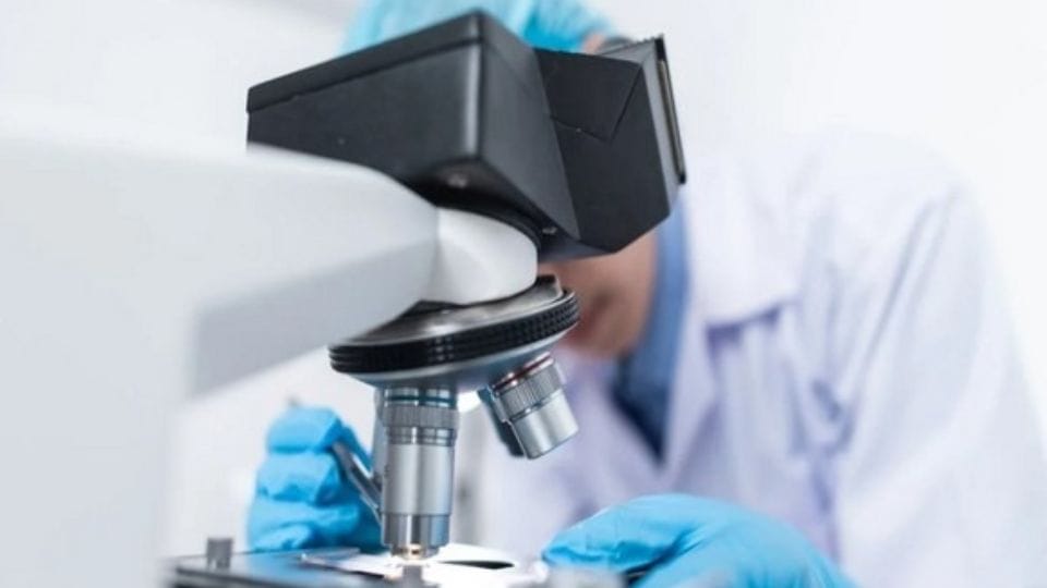 Worrying Camp Hill virus found in humans for the first time as dangerous as Nipah