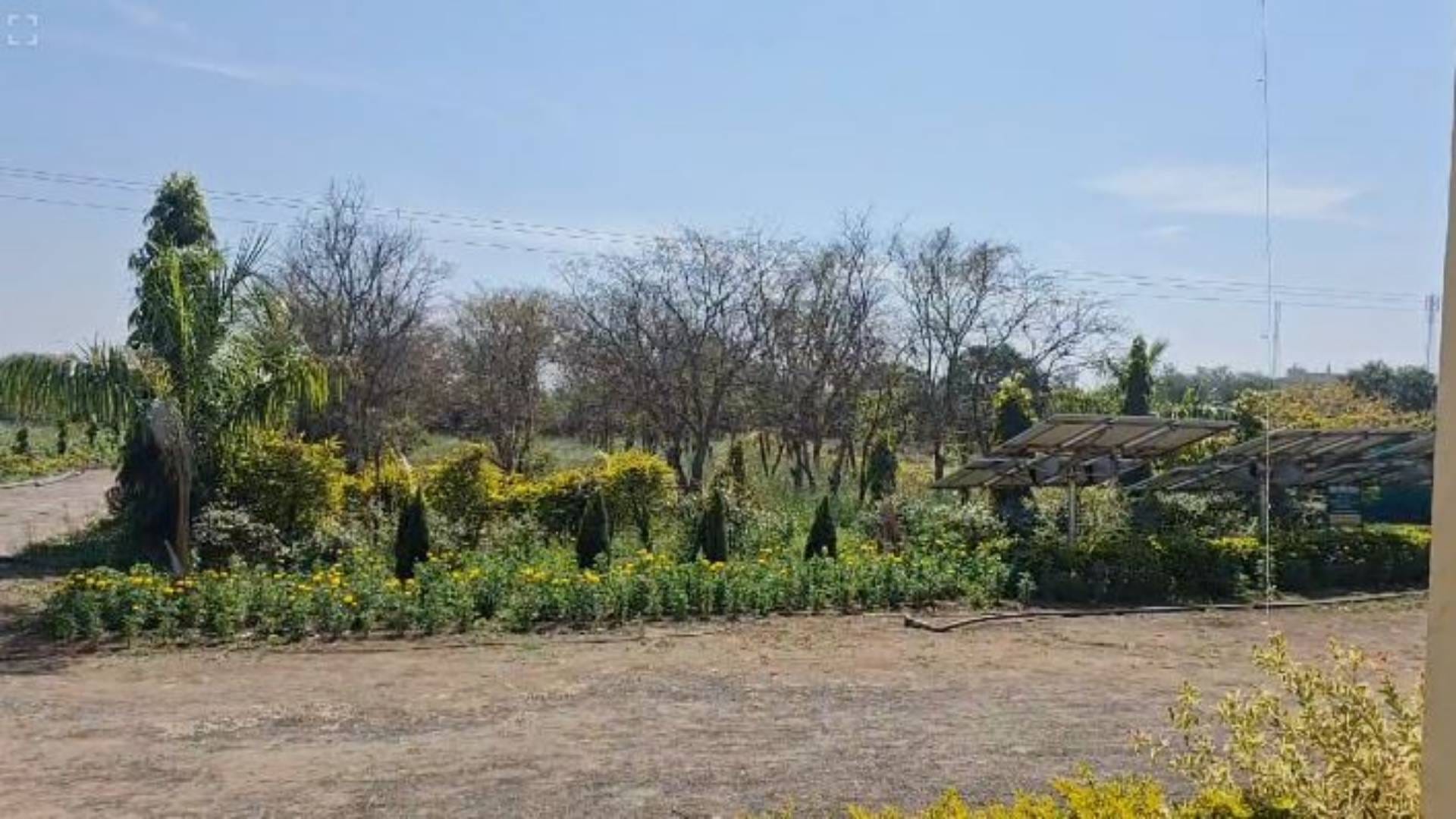 MP News Nutrition garden in Sagar is smelling of red and yellow cabbage it is rich in color as well mineral