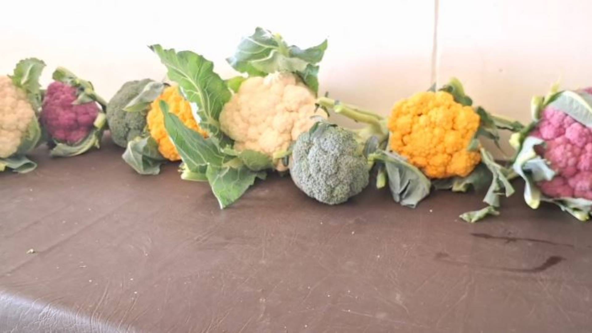 MP News Nutrition garden in Sagar is smelling of red and yellow cabbage it is rich in color as well mineral