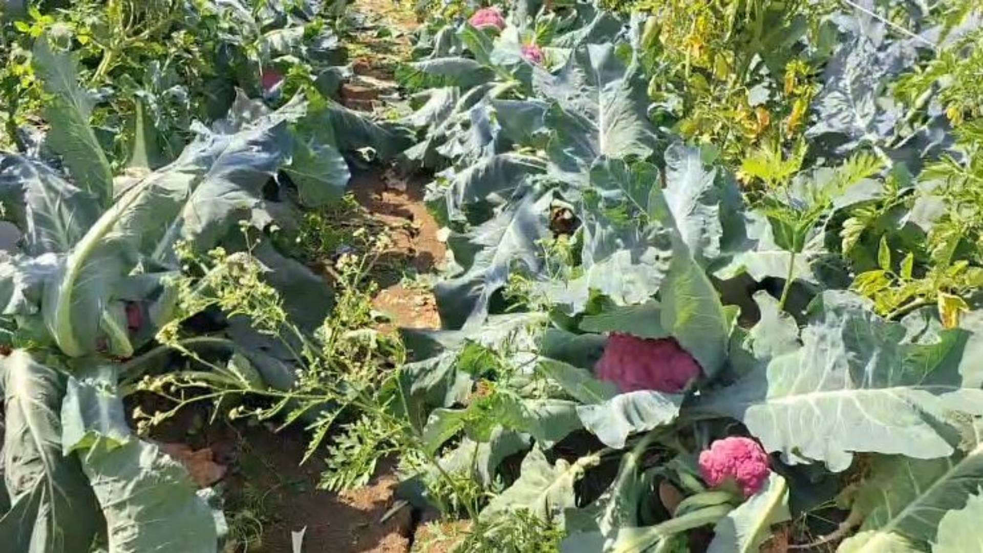 MP News Nutrition garden in Sagar is smelling of red and yellow cabbage it is rich in color as well mineral