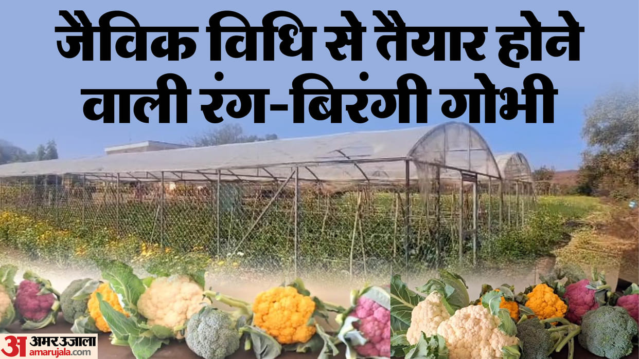 MP News Nutrition garden in Sagar is smelling of red and yellow cabbage it is rich in color as well mineral