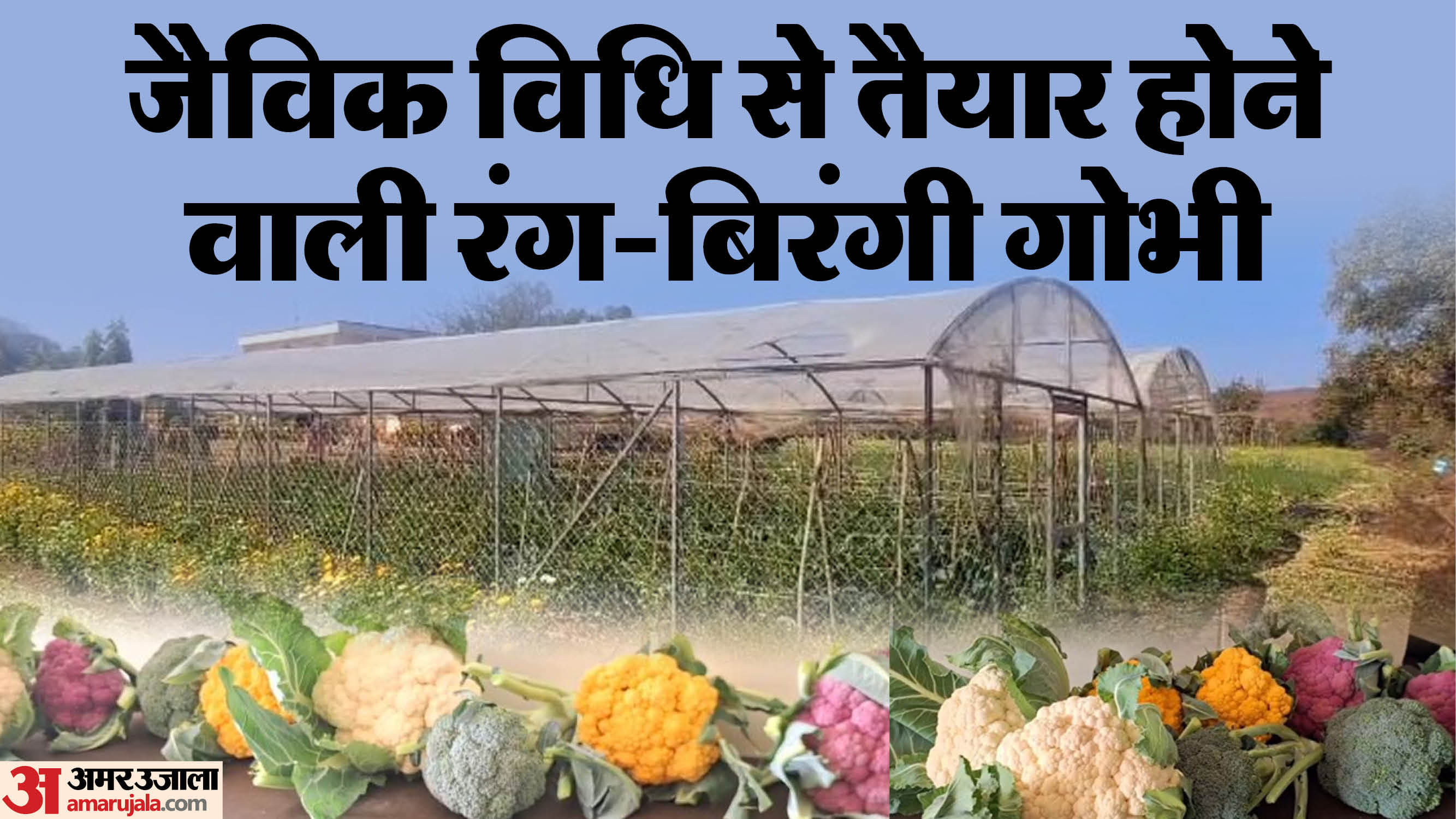 गोभी की खेती