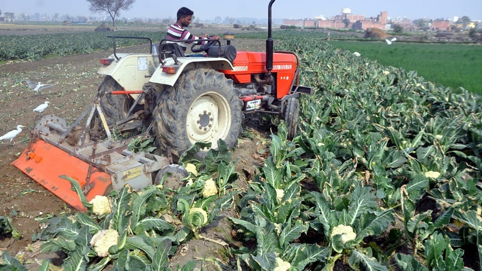 Cabbage at Rs 2 per kilo: Disappointed farmers trampled the crop with tractors, cultivators started crying