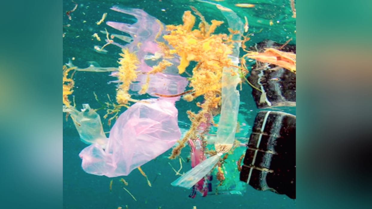 Research reveals: Plastic particles in water sources, health is deteriorating due to eating aquatic animals
