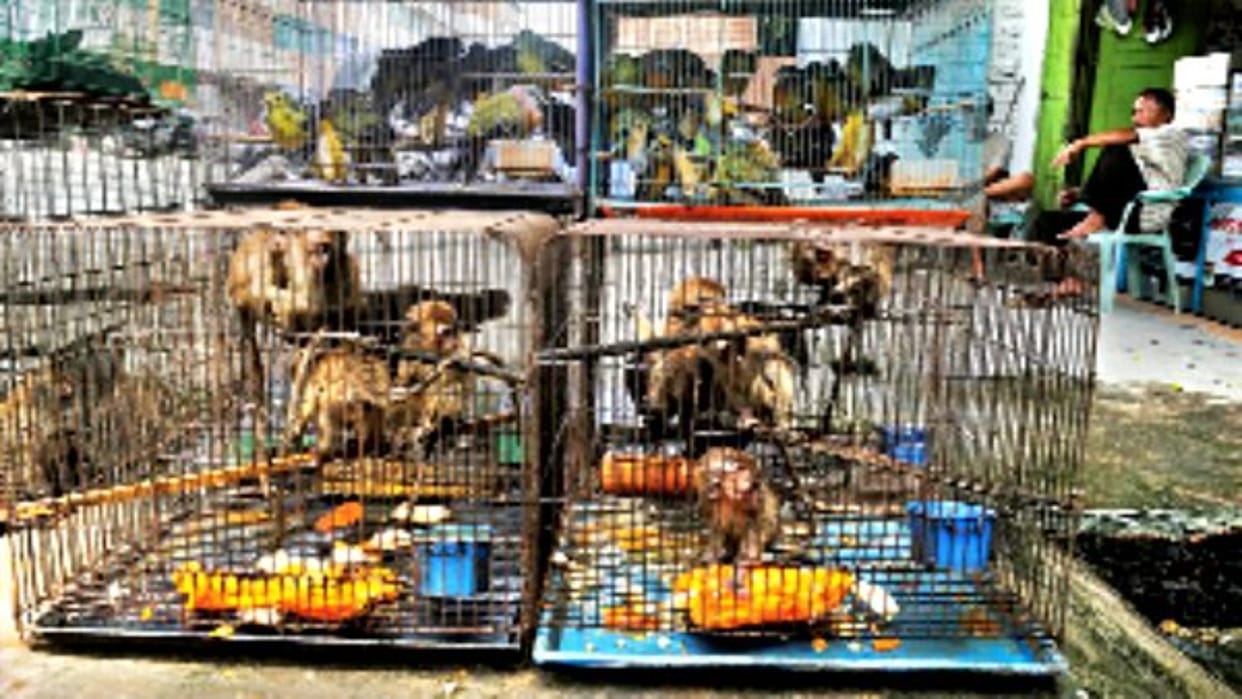 The US imports the most wildlife in the world; Americans have imported 2.85 billion animals in 22 years