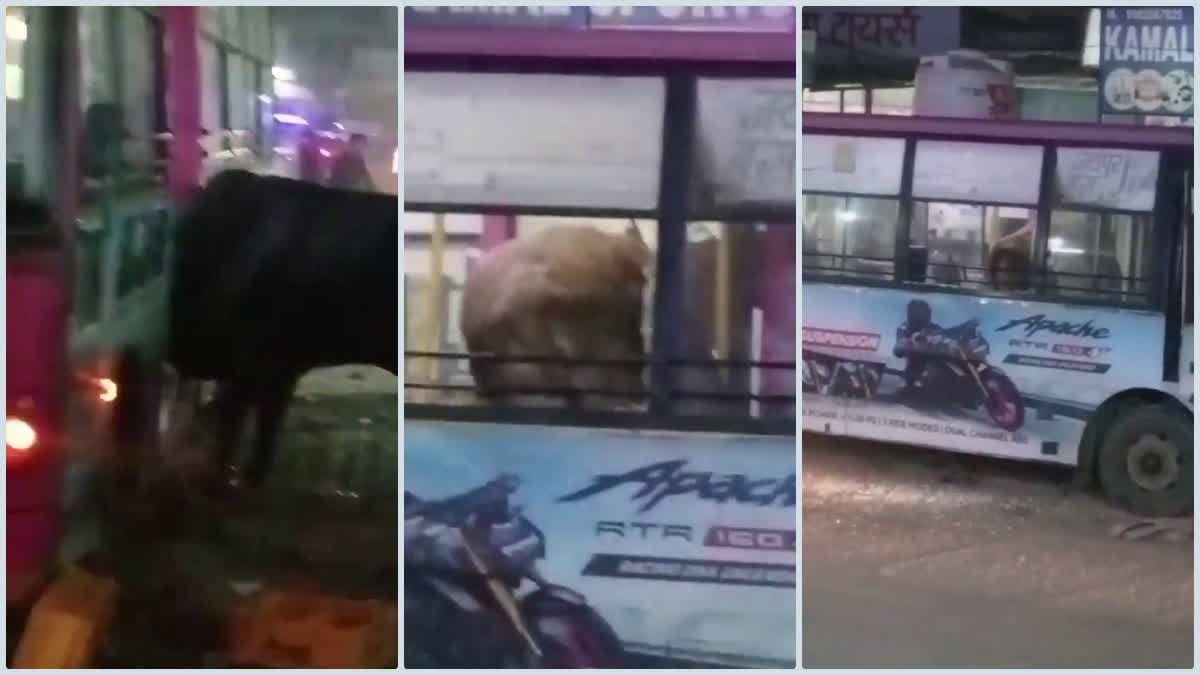 A bull entered a city bus in Jaipur, causing panic