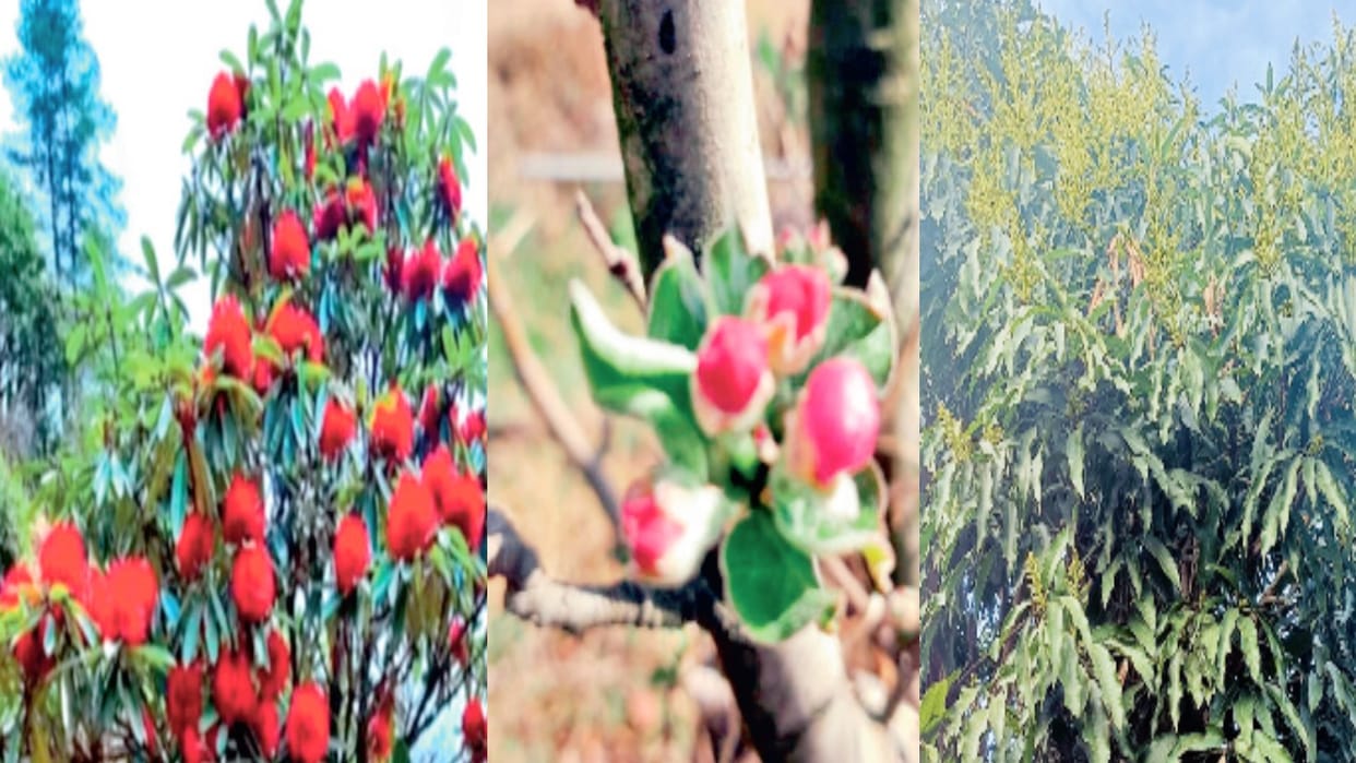 Weather cycle is changing: Leaves on apple plants came before time in Himachal, rhododendron flowers bloomed