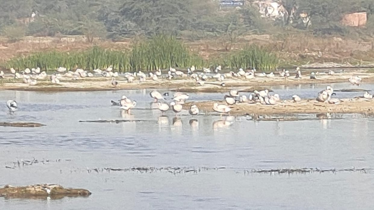 Possibility of developing tourist spot and bird sanctuary in Birhikalan in Dadri