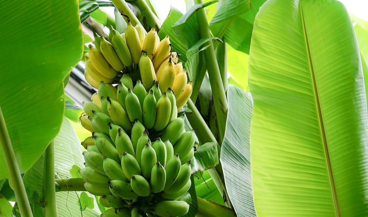 Climate change will reduce banana production by 60%, rising temperatures may destroy plantations by 2080