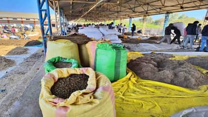 MP News: Thorns, leaves and peels are sold in the agricultural produce market of Neemuch in Madhya Pradesh