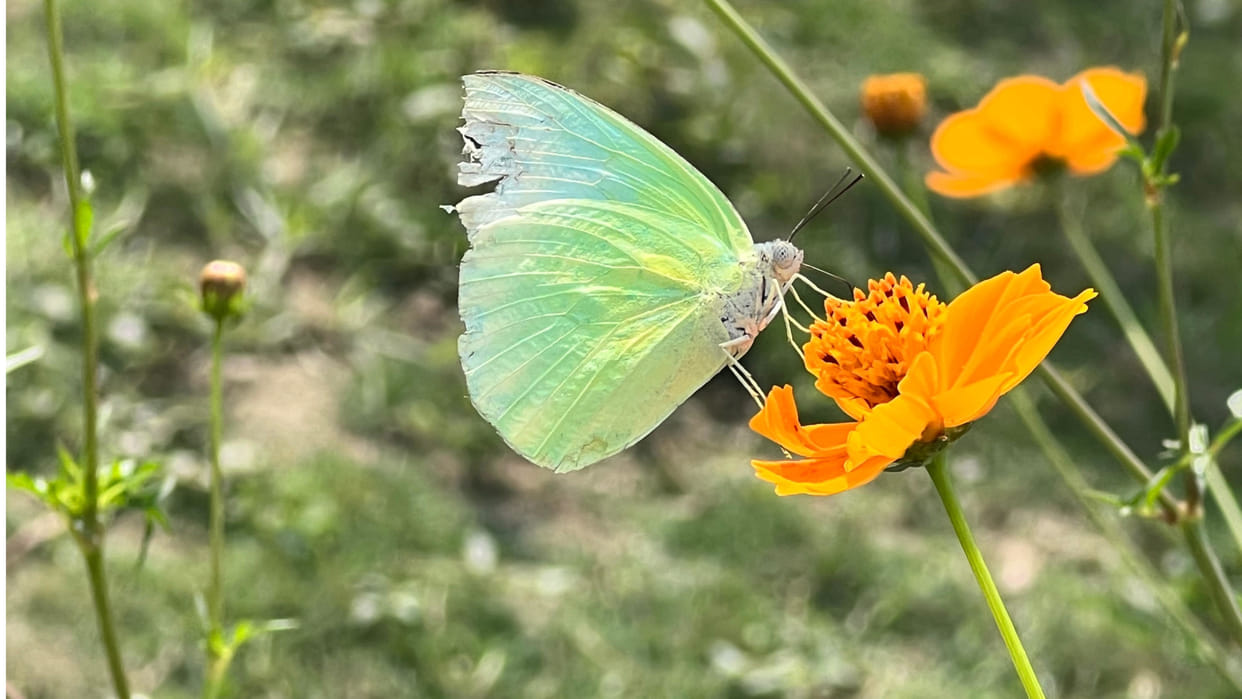 Indore News: Butterfly Park to Open Soon at Ralamandal Sanctuary with 35 Species