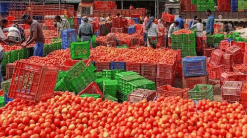 Indore News Tomato Prices Crash to ₹2/kg Farmers in Crisis as Juice Companies Back Off