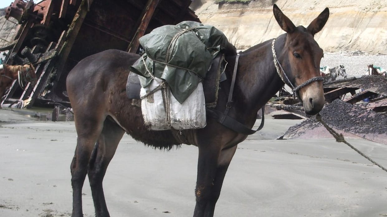 Himachal Pradesh A mule in Himachal Sanwal Panchayat Chamba that carried goods worth 1.5 crores