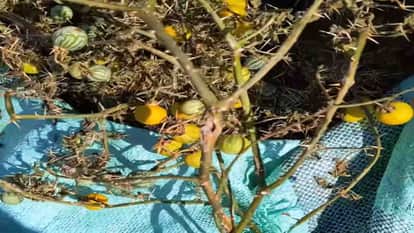 MP News: Thorns, leaves and peels are sold in the agricultural produce market of Neemuch in Madhya Pradesh