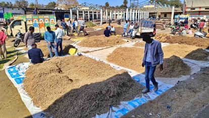MP News: Thorns, leaves and peels are sold in the agricultural produce market of Neemuch in Madhya Pradesh