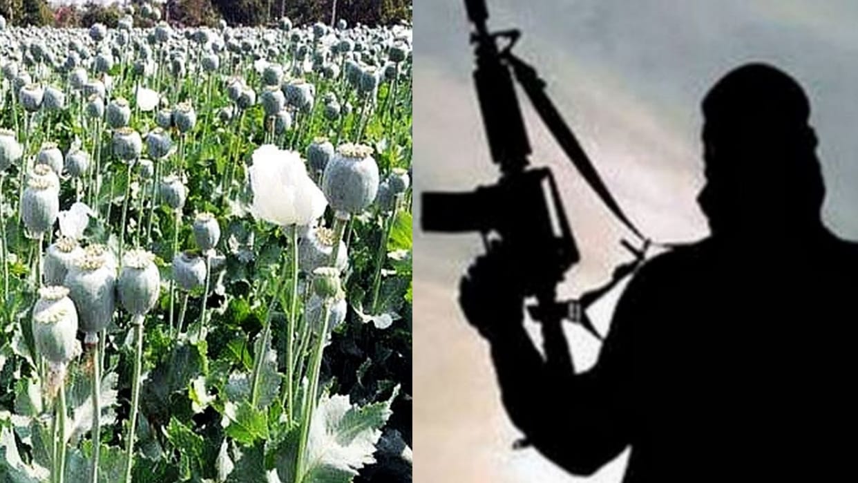 Manipur West Imphal militants Arrest poppy plantation destroyed in Kangpokpi news in hindi