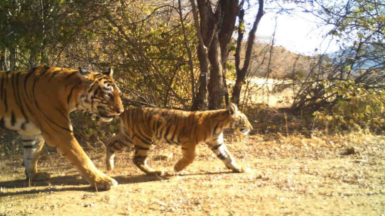 Rajasthan Tiger Reserve News: Ranthambore's ₹65-Crore E-Surveillance System Fails: 11 of 12 Cameras Defunct,