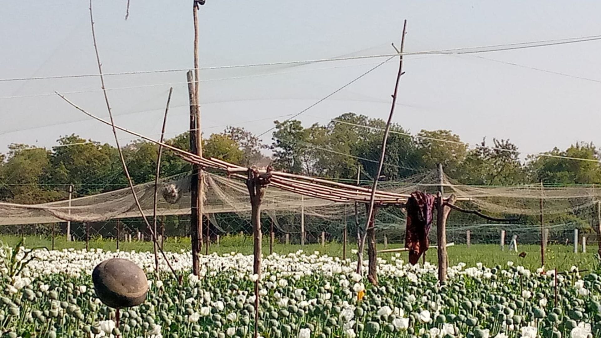 Chittorgarh News Farmers are guarding their fields day and night due to opium cultivation