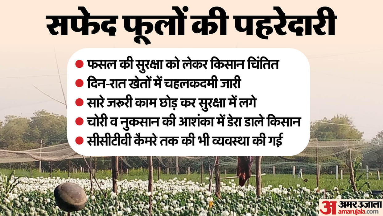 Chittorgarh News Farmers are guarding their fields day and night due to opium cultivation