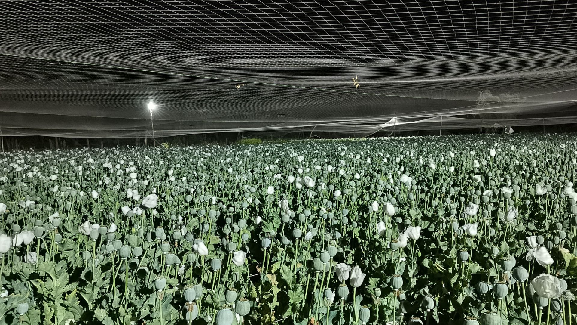 Chittorgarh News Farmers are guarding their fields day and night due to opium cultivation